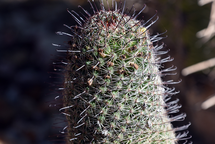 Graham's Nipple Cactus is in the genus Mammillaria, from the Latin “mammilla” referring to the nipples on the stems which resemble mammary glands. A closer look at the photo shows the nipples protruding from the stem each with an areole and spine arrangement. Mammillaria grahamii 